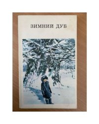Зимний дуб