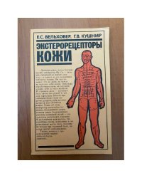 Экстерорецепторы кожи 
