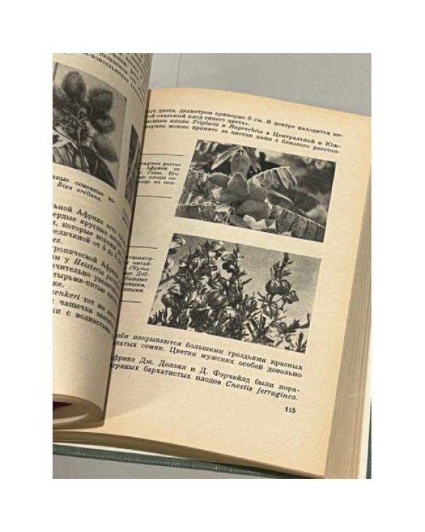 Дополнительное изображение книги «Причудливые деревья»