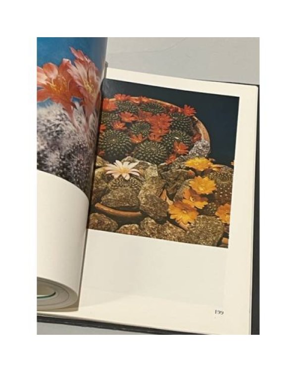 Дополнительное изображение книги «Декоративные растения. Комнатные-оранжерейные растения. Декоративные растения открытого грунта»