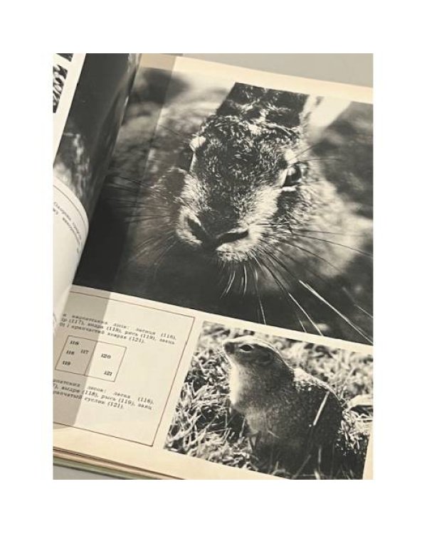 Дополнительное изображение книги «Шовкова косиця. Шелковый цветок. Фотоальбом»