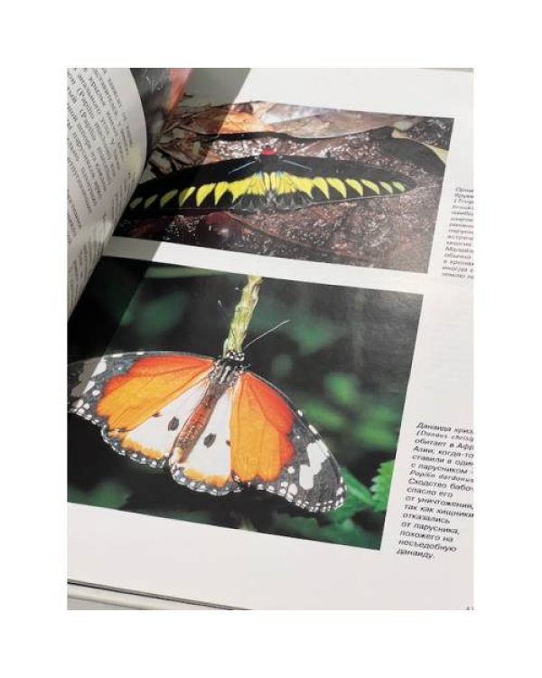 Дополнительное изображение книги «Бабочки и мотыльки. Мир животных»