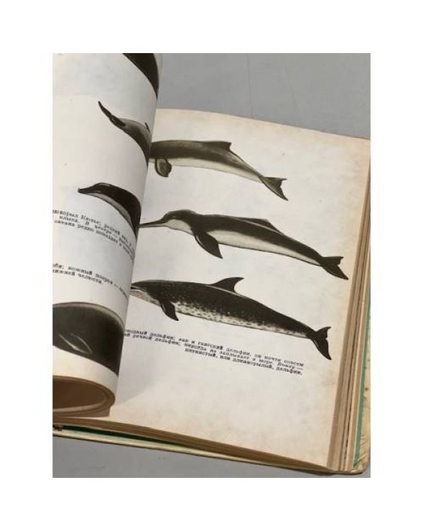 Дополнительное изображение книги «Кит»