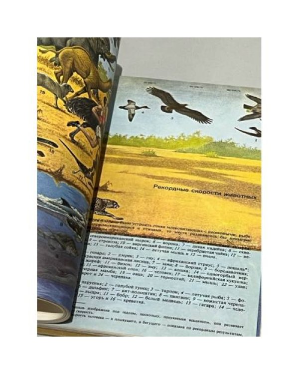 Дополнительное изображение книги «Млекопитающие»