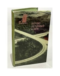 Вечно зеленый клен