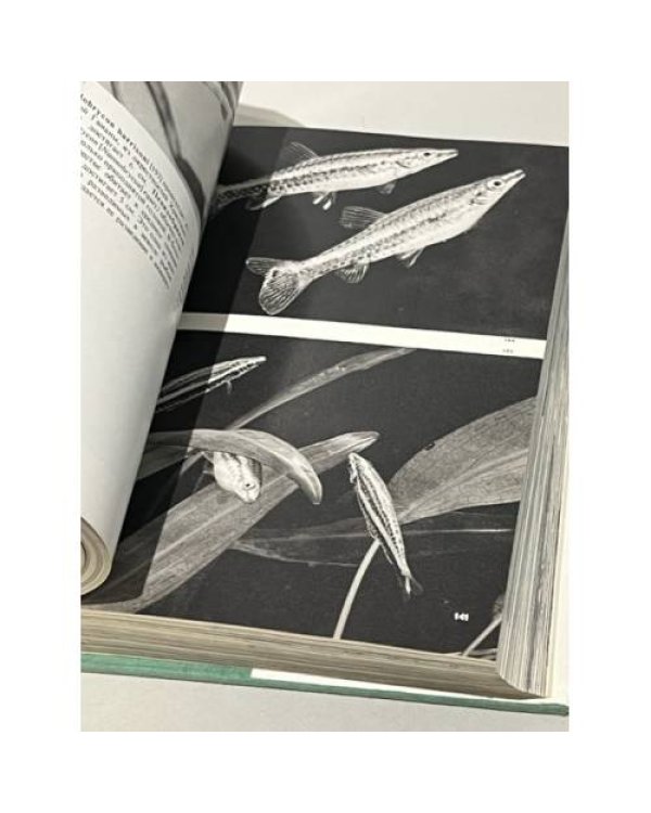 Дополнительное изображение книги «Иллюстрированная энциклопедия рыб»