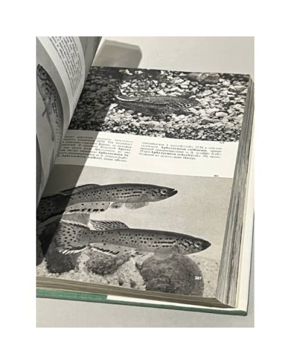 Дополнительное изображение книги «Иллюстрированная энциклопедия рыб»