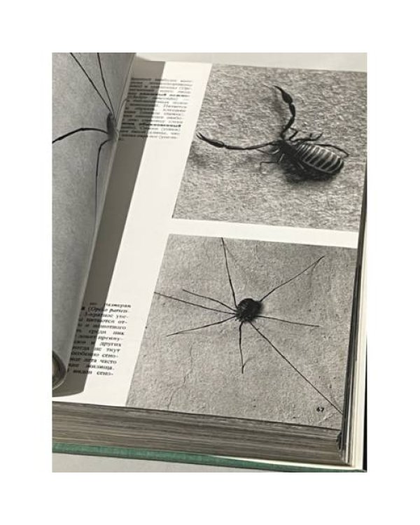 Дополнительное изображение книги «Иллюстрированная энциклопедия животных»