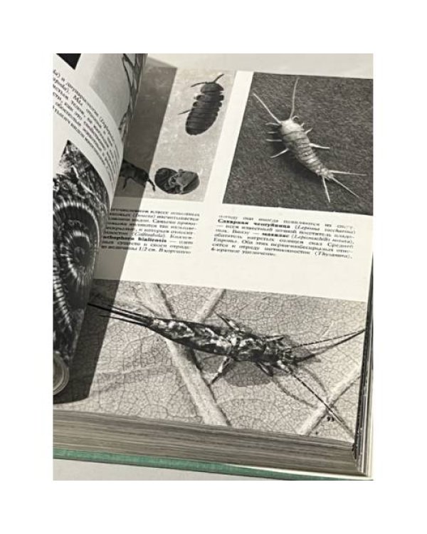 Дополнительное изображение книги «Иллюстрированная энциклопедия животных»