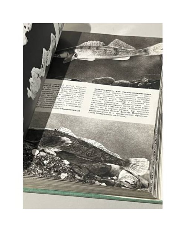 Дополнительное изображение книги «Иллюстрированная энциклопедия животных»