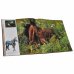 Дополнительное изображение книги «Ветер в гриве»
