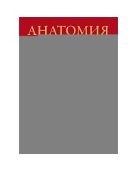 Анатомия человека атлас