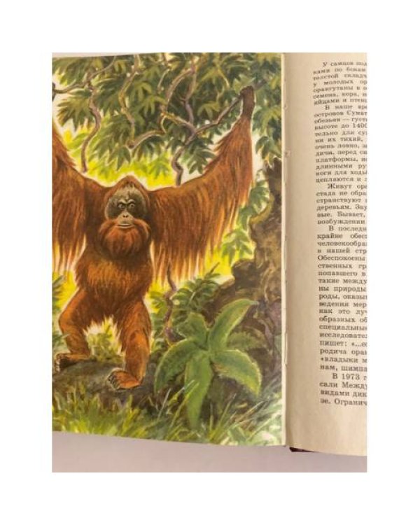 Дополнительное изображение книги «О редких животных мира»