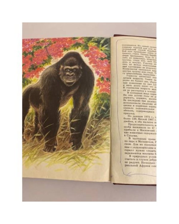Дополнительное изображение книги «О редких животных мира»
