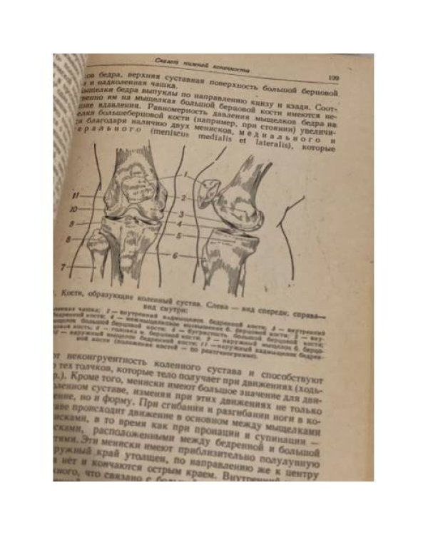 Анатомия человека. Том 1