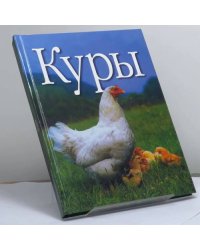 Куры