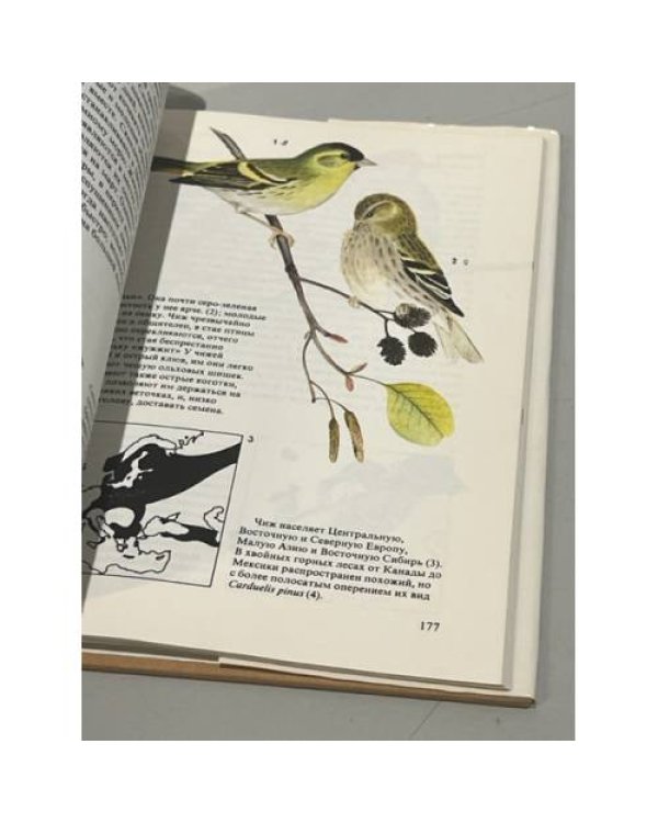 Дополнительное изображение книги «Певчие птицы»