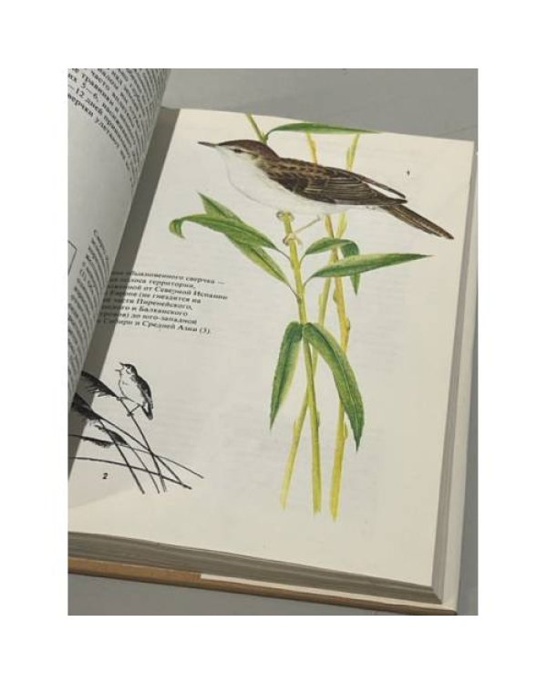 Дополнительное изображение книги «Певчие птицы»