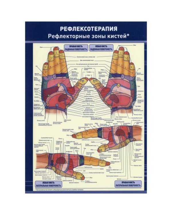 Дополнительное изображение книги «Плакат "Рефлексотерапия. Рефлекторные зоны кистей". Полноцветный, двустронний. Формат А4»