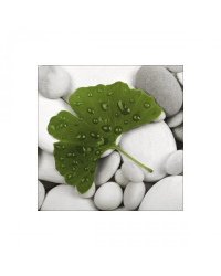 Salvetes 33/3/20 Ginkgo