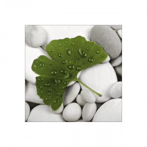 Salvetes 33/3/20 Ginkgo