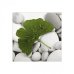 Salvetes 33/3/20 Ginkgo