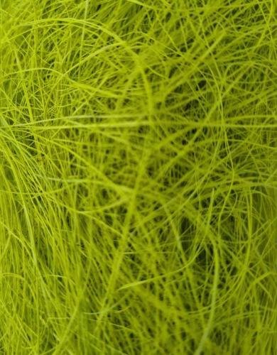 Sizālis salātzaļš 50g Sizālis salātzaļš 50g