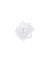 Roses, self-adhesive, white, 9cm (1 pkt / 24 pc.)