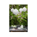 Paper lantern, white, 30cm