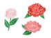 Iron on patches Flowers, mix, 4.5-6.5x4.5-7cm (1 pkt / 3 pc.)