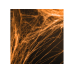 Spiderweb Halloween, orange, 60g