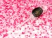 Confetti push pop, mix