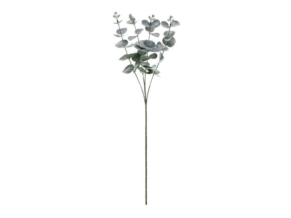 Eucalyptus branch, 60 cm