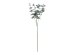 Eucalyptus branch, 60 cm