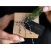 Дополнительное изображение книги «Gift tags with a flounce (1 pkt / 6 pc.)»