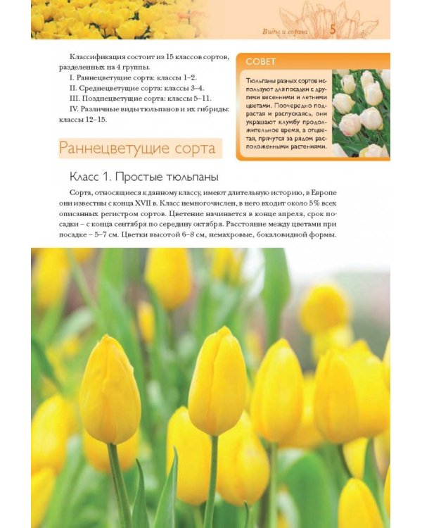 Тюльпаны. Лучшие сорта для вашего сада