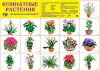 Комнатные растения. Демонстрационный плакат