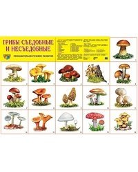 Демонстрационный плакат. Грибы съедобные и несъедобные