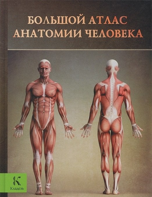 Большой атлас анатомии человека
