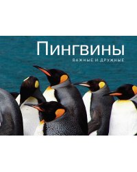 Пингвины. Важные и дружные