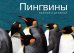 Обложка книги «Пингвины. Важные и дружные» — Парселл Л., ISBN 9785389056237