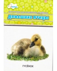 Домашние птицы: мамы и дети. Учебные карточки
