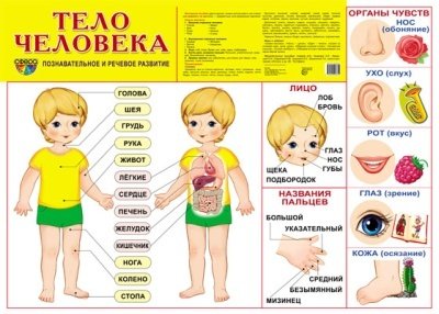 Обложка книги «Демонстрационный плакат "Тело человека", А-2», ISBN 9785994908655