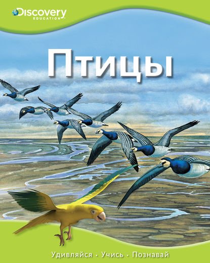 Птицы