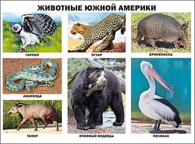 Плакаты на картоне Животные Южной Америки. Плакат