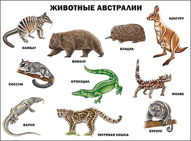 Плакаты на картоне Плакат. Животные Австралии