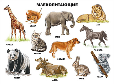 Плакаты на картоне Плакат. Млекопитающие