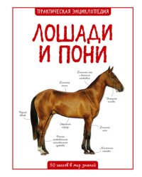 Лошади и пони