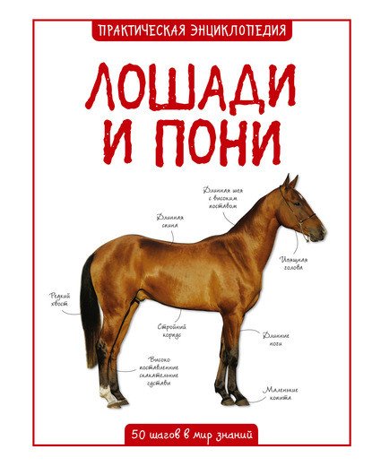Лошади и пони