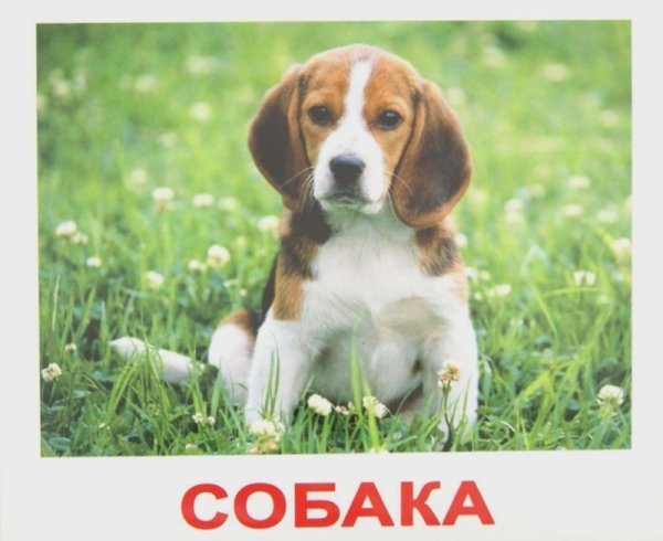 Обложка книги «Комплект карточек “Мои первые знания”», ISBN 4612731630546